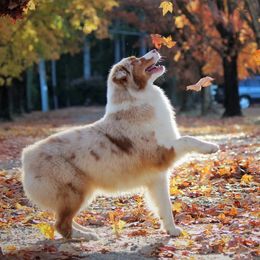Jolene - Australian Shepherd