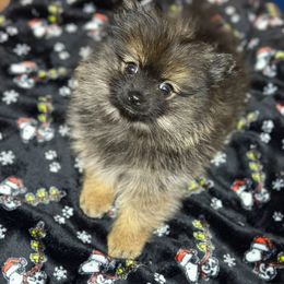 Pomeranian Puppies from Precious Paws by Jai