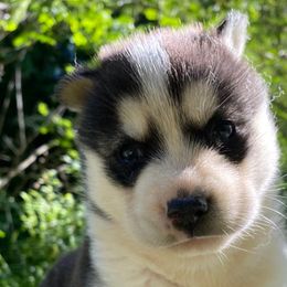 Siberian Huskies from Gilkey’s Small Town Huskies