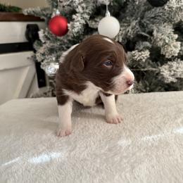 Red girl - Red & white female Australian Shepherd puppy in Buckeye, Arizona from Wranglin Farms