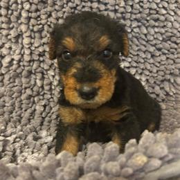 Mr. Green - Black and tan male Airedale Terrier puppy in Huntersville, North Carolina from Cool Hand Luke Kennels