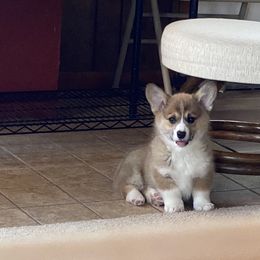 Pembroke Welsh Corgi and Poodle Puppies from Blue Diamond Kennel