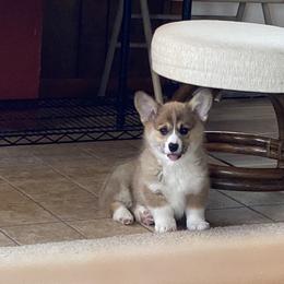 Pembroke Welsh Corgi and Poodle Puppies from Blue Diamond Kennel