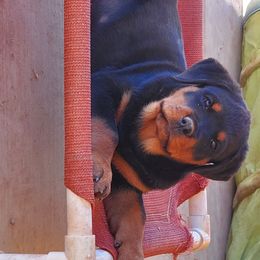 Rottweiler Puppies from Gottlïchen Rottweilers