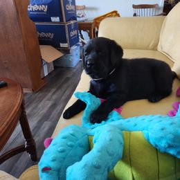 Boy 3 - Labrador Retriever puppy from AKC California Winterstrom Labradors
