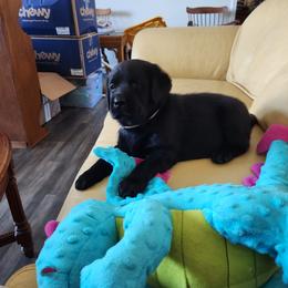 Boy 3 - Labrador Retriever puppy from AKC California Winterstrom Labradors