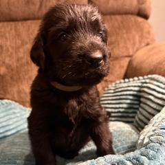 Flint - Black male Flat-Coated Retriever puppy in Saxapahaw, North Carolina from Banquo