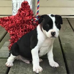 American Staffordshire Terrier Puppies from Angel Moon Kennels