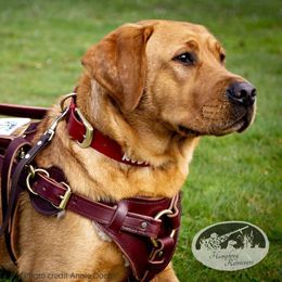 Labrador Retriever puppies from Humphrey Retrievers