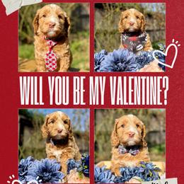 Cupid - Caramel male Australian Labradoodle puppy in Citrus Heights, California from Elite Blend Labradoodles