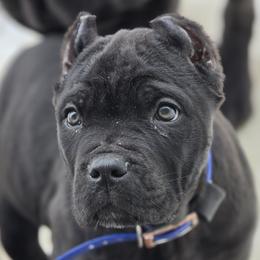 Blue - Black male Cane Corso puppy in Sault Ste Marie, Michigan from Willow Creek Cane Corsos