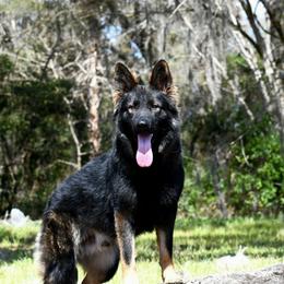 Xaden - German Shepherd