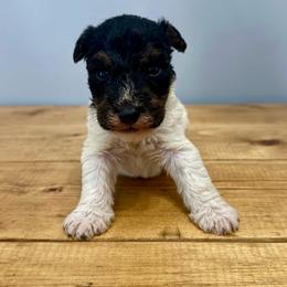 Hank (Red) - White and black male Wire Fox Terrier puppy in Knoxville, Tennessee from Wire Hairs of Knoxville