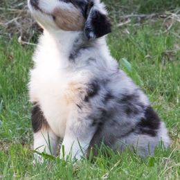 Miniature Australian Shepherd Puppies from Sand Dollar Aussies