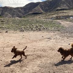 Nova Scotia Duck Tolling Retriever All Grown Up from Melinda Van's Nova Scotia Duck Tolling Retrievers