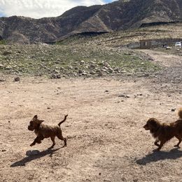 Nova Scotia Duck Tolling Retriever All Grown Up from Melinda Van's Nova Scotia Duck Tolling Retrievers