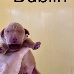 Dublin - Yellow male Labrador Retriever puppy in Mineral, Virginia from Canine Assist