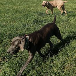 Weimaraners from Shirey's Weimaraner Kennel