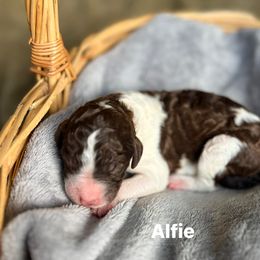Alfie - Parti male Poodle puppy in Athens, Georgia from Alexander’s Standard Poodles