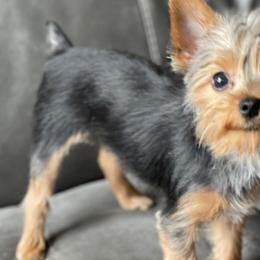 Yorkshire Terriers from Pawsitively Perfect Puppies
