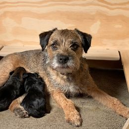 Border Terrier Puppies from Wendi Donaldson