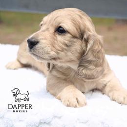 Tot - Dapple female Dachshund puppy in Zephyrhills, Florida from Dapper Doxies