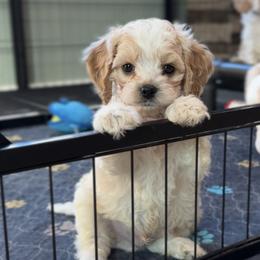 Jellybean - Red roan male Cockapoo puppy in Pledger, Texas from Sugarbear Cockapoos
