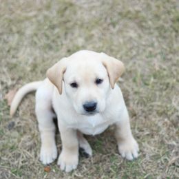 Australian Shepherd and Labrador Retriever Puppies from Wheatland Dog Center