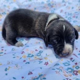 Teddy - Black male Dachshund puppy in Altamonte Springs, Florida from Happy Tails Dachshunds