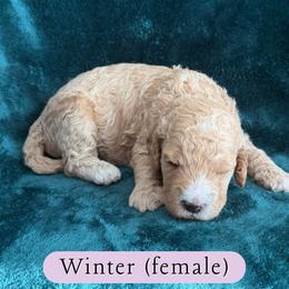 Winter - Cream female Goldendoodle puppy in Port Charlotte, Florida from Lover Dover Doodles