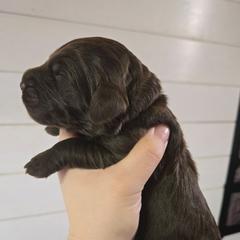 Cadbury - male Newfypoo puppy in Mckenzie, Tennessee from Small Town Doodles & Poodles