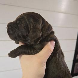 Cadbury - male Newfypoo puppy in Mckenzie, Tennessee from Small Town Doodles & Poodles