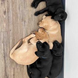 Labrador Retriever Puppies from Branley's Riverside Labradors