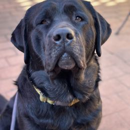 Labrador Retriever Puppies from Ski2Sky Labrador’s
