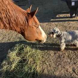 Miniature Schnauzer Puppies from Snowflake Schnauzers