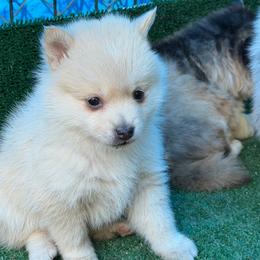 Bee - Red and white female Pomsky puppy in Oak Harbor, Washington from Island Pomskies