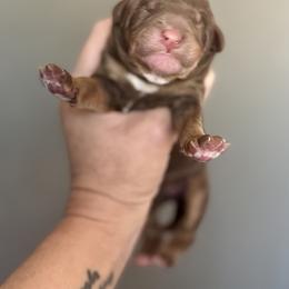 Bernedoodle, Poodle, and Saint Berdoodle Puppies from Remington Kennels, LLC