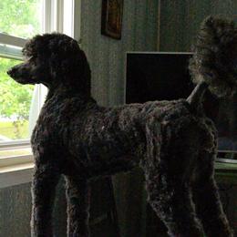 Luna - Poodle