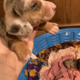 Dachshund Puppies from Mardox Dachshunds