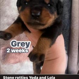 Grey - Black and mahogany female Rottweiler puppy in Mancelona, Michigan from Nicolle Stone