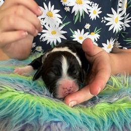 Rimi - Black and white male English Springer Spaniel puppy in St Johnsbury, Vermont from Paradise Valley Springers