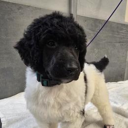 Green Collar - Parti male Poodle puppy in Patterson, California from Paterson Poodles