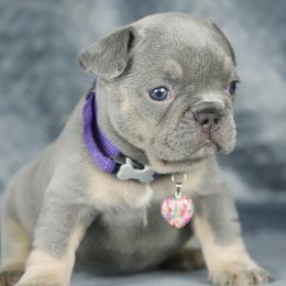 Lumi - Tricolors female French Bulldog puppy in Punta Gorda, Florida from Mingan French Bulldog