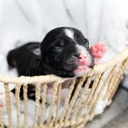 Miniature Australian Shepherd Puppies from Yarborough Kennels