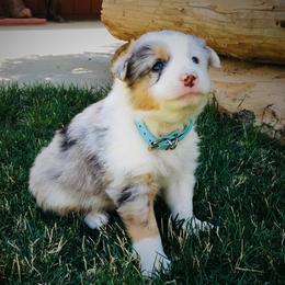 Border Collie Puppies from Team Reeves Ranch