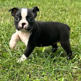 Uma - Black brindle and white female Boston Terrier puppy in Fillmore, Illinois from Wind Hill Puppies