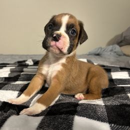 Male 3 - Fawn male Boxer puppy in Prestonsburg, Kentucky from Bre’s Boxers