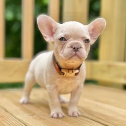 French Bulldog and Yorkshire Terrier Puppies from Twinkle Paws