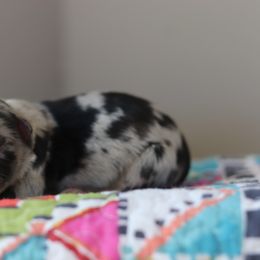 Miniature Australian Shepherd Puppies from Diamond D Mini Aussies