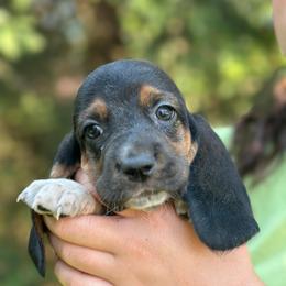 Female 1 - Black brown and white female Basset Hound puppy in Lindley, New York from Hill Top Basset Hounds & Cane Corso